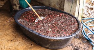 worker are sorting of goods quality cherry coffee beans with water system 4k video