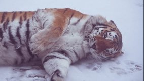 4k120 fps super slow motion video of big male Siberian tiger, panthera tigris altaica in cold winter forest after snowfall , national park Leopard Land, filmed on Nikon z9 high quality 8k camera