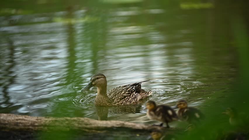 A mallard female with little ducklings in wildlife on a river on a sunny day. Breeding season for wild ducks. Mallard with brood in colorful spring place. Little ducklings with mother duck Royalty-Free Stock Footage #1099958667