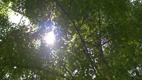 Sunlight behind the trees in 4K slow motion 60fps