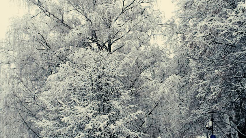 White snow has fallen on the tree branches, it is blowing snow from the air. Video motion. Soft selective focus. | Shutterstock HD Video #1099964821