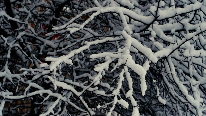 White snow has fallen on the tree branches, it is blowing snow from the air. Video motion. Soft selective focus. | Shutterstock HD Video #1099964845