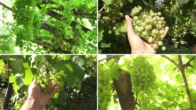 Collage green grapes and vineyards. Fruit harvesting. Collection of grape clusters growing on the vine
