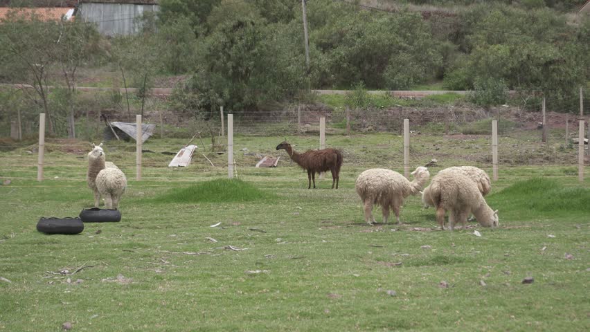 group of llamas grazing in the grasslands of the Peruvian Andes