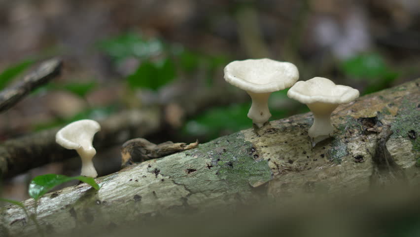 Three white fungi growing on log on forest floor