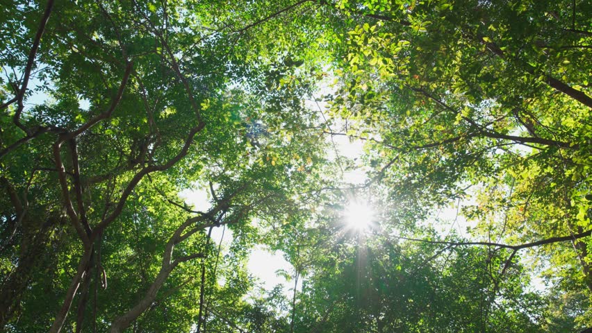 Low angle shot sun shines through foliage. Trees spring, summer, autumn, forest sun beams sky. Bottom up view camera POV moves trunks look trees. Driving street through trees jungle sun beams forest.  | Shutterstock HD Video #1099975471