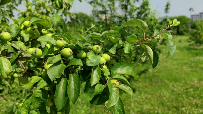 Group of small unripe green apples hangs on swaying tree branch in a summer day. Soft focus. Close-up view. Organic food theme. | Shutterstock HD Video #1099977195