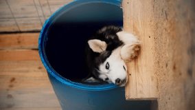 An adult Siberian black and white husky lies in a barrel booth.