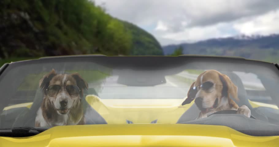 Two dogs driving in fast yellow Corvette on a mountain road with sunglasses | Shutterstock HD Video #1099980495