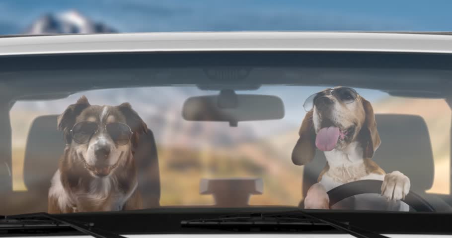 Two funny dogs driving off road in a white wrangler jeep with sunglasses | Shutterstock HD Video #1099980559