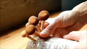 Footage of Hand Harvesting Growth Yanagi-matsutake Mushrooms Grown as Houseplant