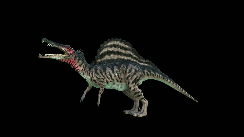 4K Spinosaurus Dinosaur animation.3840×2160.10 Second Long.Transparent Alpha