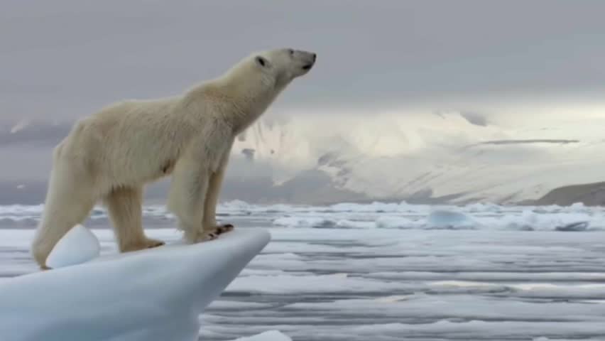 A polar bear standing on an iceberg Royalty-Free Stock Footage #1099989857