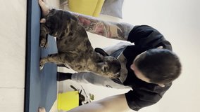 Vertical video of a cute baby French bulldog playing with his friends