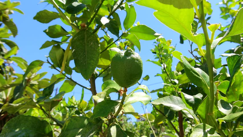 Green lemon on the lemon tree. Fruit and leaves. Sunny hot day, lime on the tree. | Shutterstock HD Video #1099992627