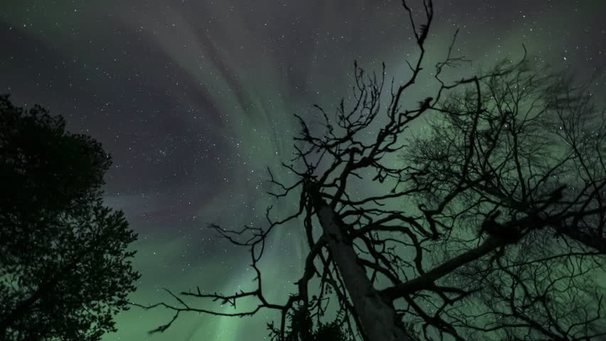 A low-angle view of a beautiful forest on a starry day in Kolari, Finland | Shutterstock HD Video #1099993229