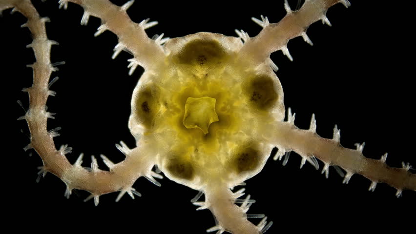 Ophiura under a microscope, class Ophiuroidea, similar to Asteroidea sea star , type Echinodermata. On video mouth with dental papillae and tube feet with needles on radial leg. White sea