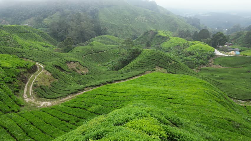 CAMERON HIGHLANDS, Malaysia, rice fields view