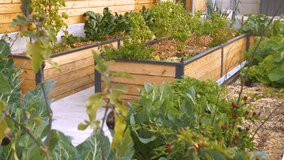 Beautiful permaculture raised bed garden with flourishing veggies and herbs. Modern raised-bed gardening for production and growth of healthy organic vegetables and aromatic spices in home backyard. - Powered by Shutterstock - Get 15% off with code: PIKWIZARD15