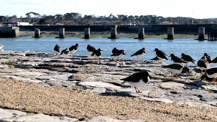 a scene of birds huddled on a beach shore