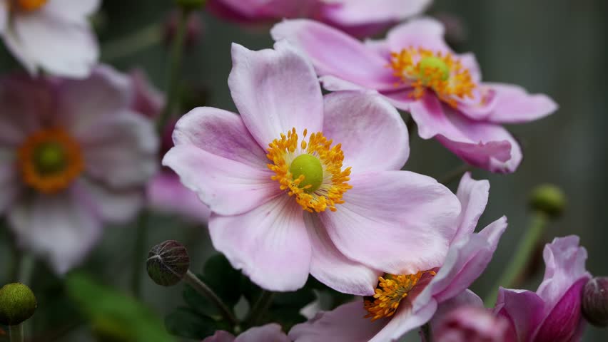 Honey bee collecting pollen from pink Japanese Anemone flower in real time Royalty-Free Stock Footage #1099998815