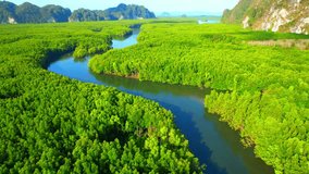 Green mangrove forest in tropical rainforest, Mangrove landscape and beautiful curvy river. Krabi, Thailand. ecological and nature concept. Perfect Nature stock footage. nature background video. 4K
