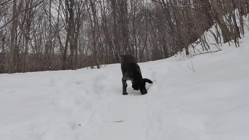 German hunting dog Drathaar in winter in the forest on white snow.