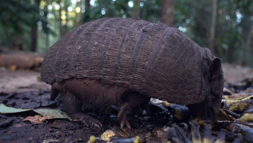 Closeup of young hungry armadillo eating bananas at environmental conservation project in the Amazon rainforest. Concept of nature, biodiversity, animal, environment, ecology. Mato Grosso, Brazil.