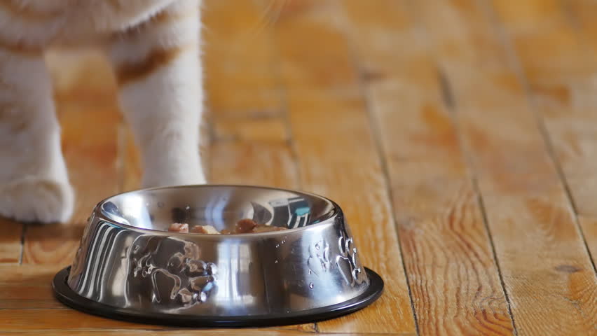 A portrait of a beautiful ginger cat with white paws sniffed food in a cat stainless bowl, but did not eat after leaving the meal. Red cat on a wooden floor. Food selection for pets Royalty-Free Stock Footage #1100003365