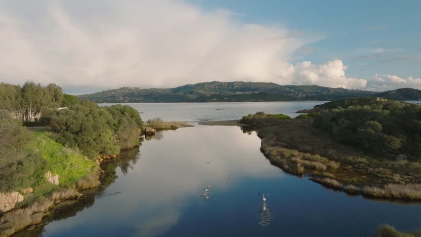 Pink flamingos take flight from a lake by the sea