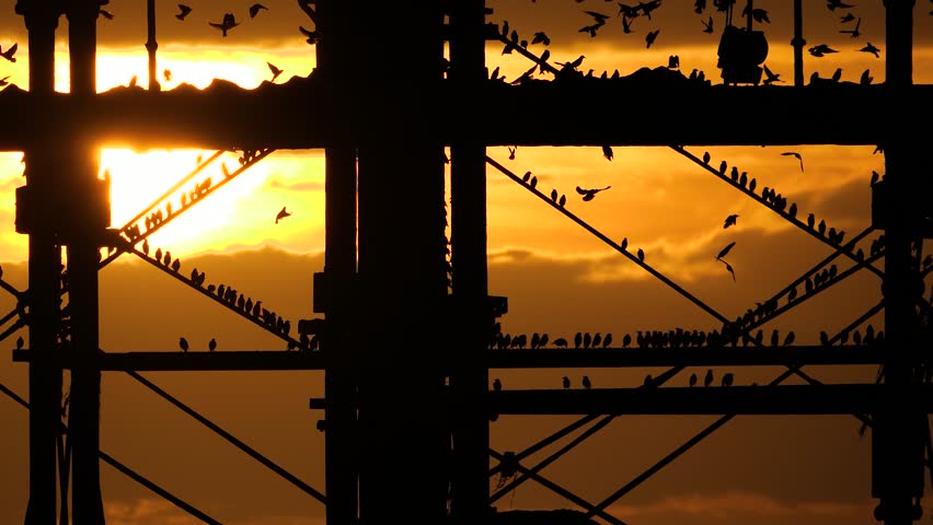 Footage of famous starlings at Aberystwyth pier in Wales, UK against a beautiful coastal sunset. Ideal for nature and wildlife themed projects
