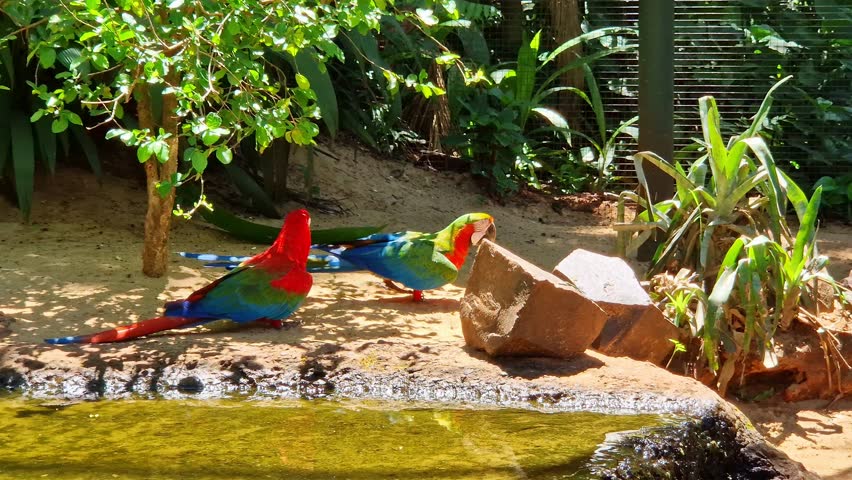 Red and green macaw or green winged macaw, scientific name ara chloroptera parrot bird in Parque das aves Foz do Iguacu Brazil Parana state