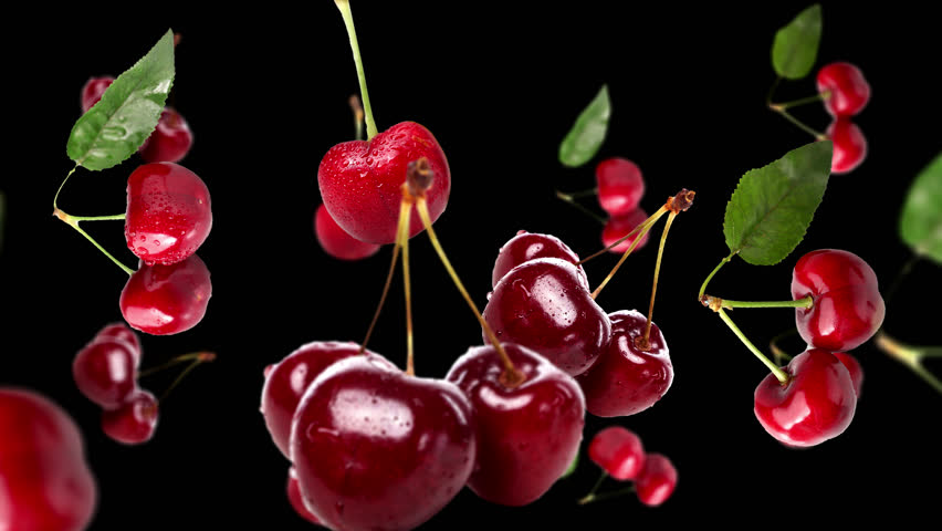 Falling cherry Background, with Alpha Channel, Loop 
 Royalty-Free Stock Footage #1100009941