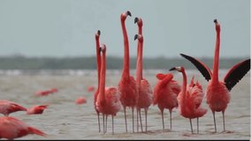 A group of flamingos standing in shallow water with the video scratched backwards and forwards