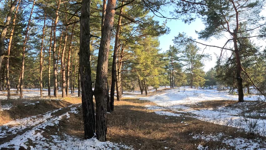 spring thaw. snow melts in the forest. shadows on the snow. first spring grass and snow. sun and forest. walk through the pines. tall pines. tree shadows. sun on earth.