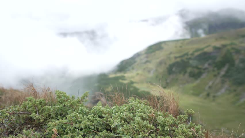 White clouds in the mountains, evaporation after rain, rain in the mountains, spruce bush close-up, cloudy day on top of the mountain. Green landscapes of the Carpathians. Alpine meadows. 4k