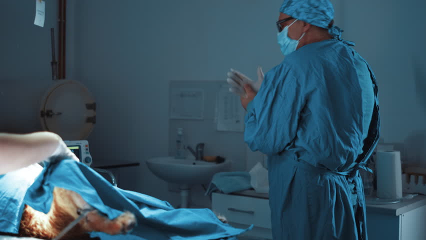Animal surgeon putting gloves preparing for surgery. Veterinarians preparing for surgery | Shutterstock HD Video #1100014973
