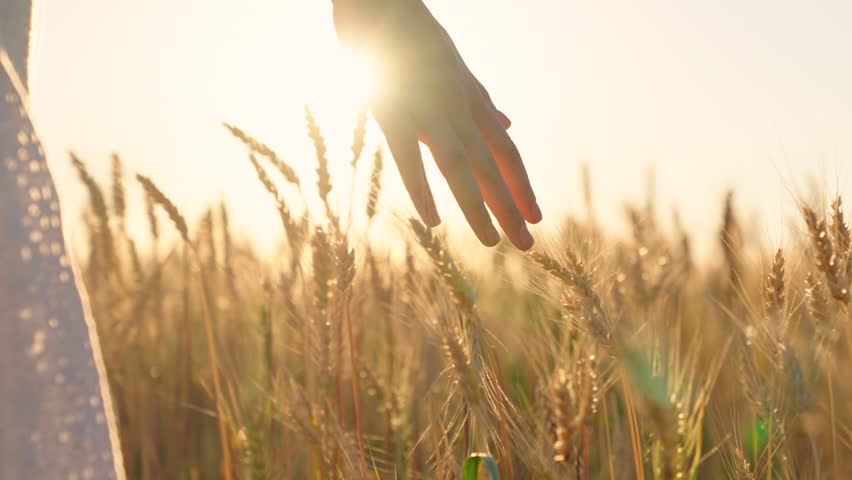 Farmers hand touches ears of wheat in field against sky, inspecting his harvest. Woman farmer walks through wheat field at sunset, touching yellow ears of wheat with his hands. Agricultural business Royalty-Free Stock Footage #1100020079