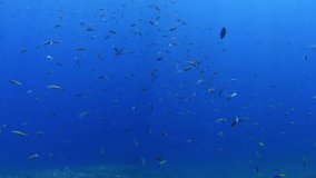 Sea life of coral reefs. Underwater world of Tulamben, Bali, Indonesia. 4k underwater video.