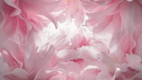 Fresh pink lilies flower,close up