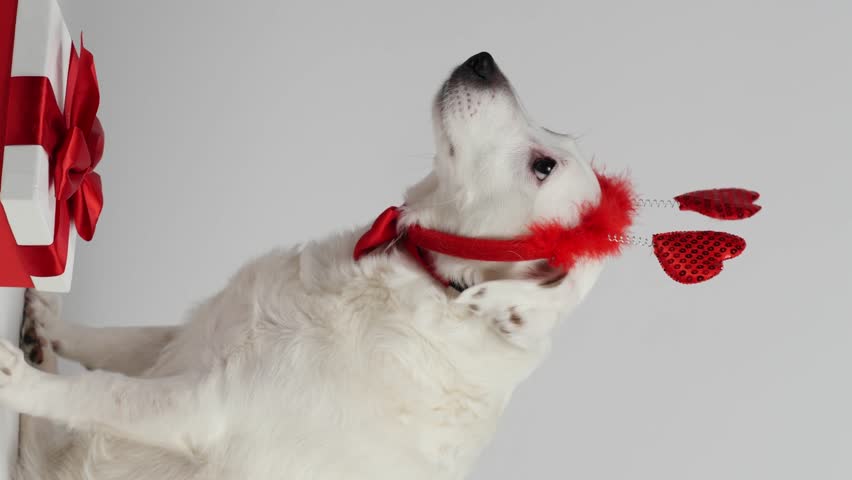 Portrait of a white dog with hearts on his head. Valentine
