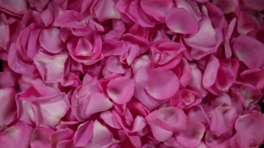 Super slow motion shot of flying pink rose petals towards camera on black background at 1000 fps. Royalty-Free Stock Footage #1100031937