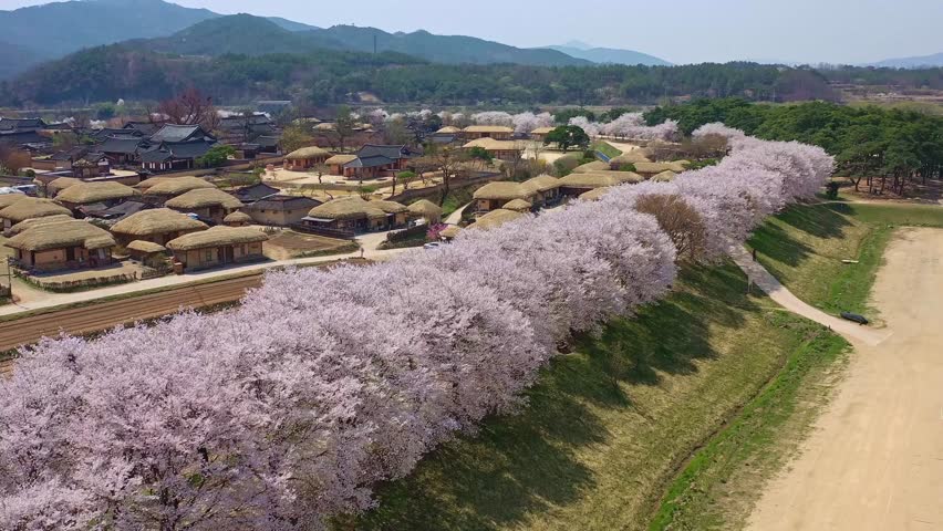 Beautiful spring flower scenery in Korea Royalty-Free Stock Footage #1100033717