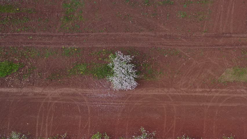 Blossoming  apple tree in spring wind, aerial view

