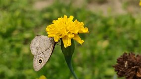 Video showing yellow marigold flower with a butterfly feeding on it in a home garden on a hazy day against natural background