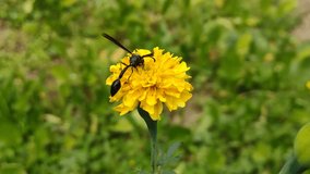 Video showing a wasp feeding on a yellow marigold flower in a home garden on a hazy day against natural background