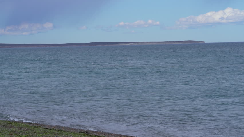 Eubalaena australis, Southern right whale shows tail fin, breaching through the surface of the atlantic ocean in the bay of Golfo Nuevo close to Puerto Madryn at Peninsula Valdes, Patagonia, Argentina