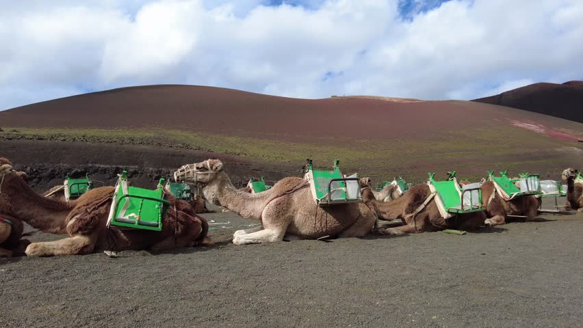 Europe, Spain, Canary Islands , Lanzarote 2023 Visitors sit atop a dromedary camels to tour a unique, volcanic landscape in Timanfaya National Park desert dunes  Royalty-Free Stock Footage #1100042153