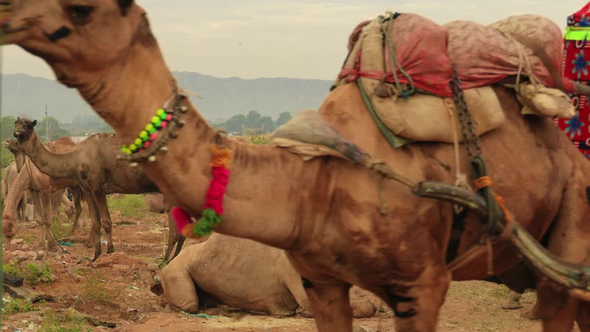 Camels at the Pushkar Fair, also called the Pushkar Camel Fair or locally as Kartik Mela is an annual multi-day livestock fair and cultural held in the town of Pushkar Rajasthan, India. | Shutterstock HD Video #1100043029