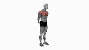 chest out hands behind with hold fitness workout animation male muscle highlight demonstration at 4K resolution 60 fps crisp quality for websites, apps, blogs, social media etc.